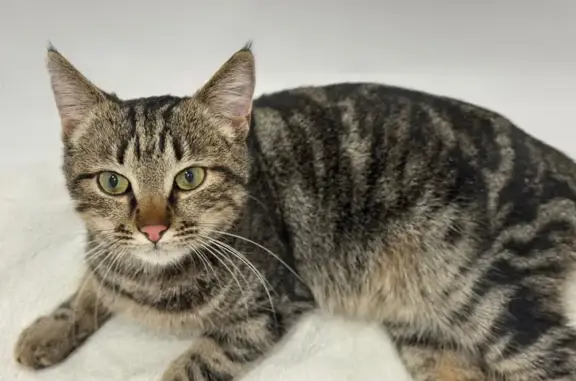 Кошка найдена: ул. Селезнёва, 110, Краснодар - photo