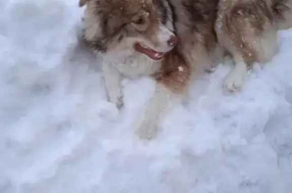 Пропала собака, Кокшайский проезд, 12 - photo