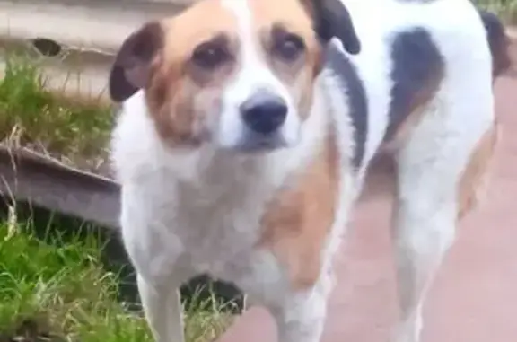 Пропала собака, Жиздринская ул, 27, Брянск - photo