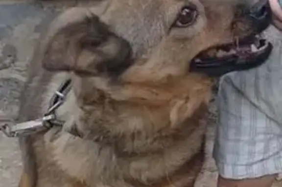 Пропала собака, Лесная улица, Москва - photo