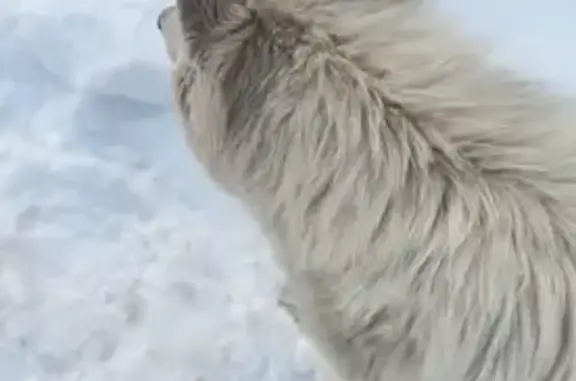 Найдена собака, Калининград, фото: Собака найдена: ул. Баженова, 17, Калининград