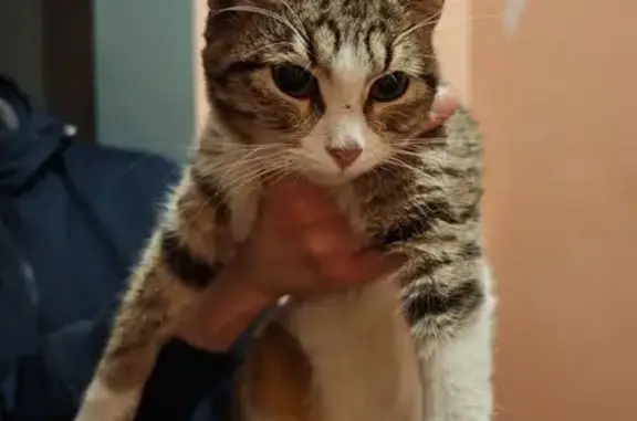 Найдена кошка, Липецк, фото: Кошка найдена, Шкатова 26, Липецк