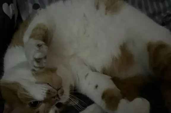 Кошки потеряшки, Вытегра, фото: Потеряшка кот Боня, Октябрьская 44, Вытегра