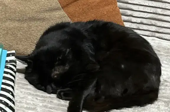 Пропала кошка, Ильинка, Садовая 6 - photo