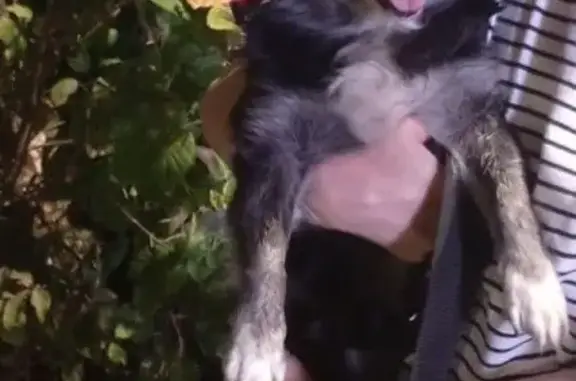 Пропала собака, ул. Патканяна 13, Ростов-на-Дону - photo