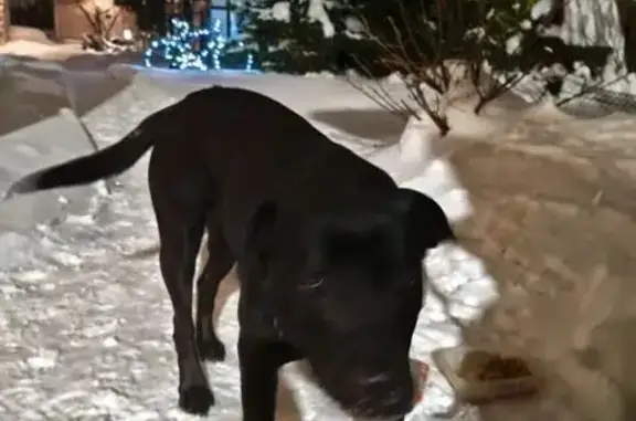 Найдена собака, Стрельна, фото: Найдена собака, ул. Свободы 50, Стрельна