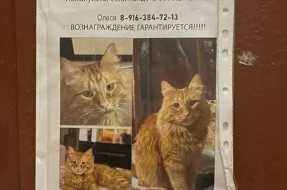 Пропал кот Симба, пр. Маршала Жукова - photo