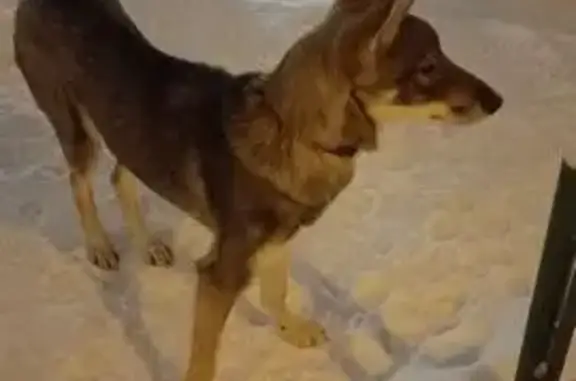 Найдена собака, Красноярск, фото: Собака найдена на ул. Яковлева, Красноярск