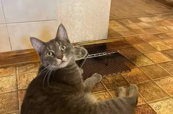 Пропала кошка, переулок Героев, 1, Воронеж - photo