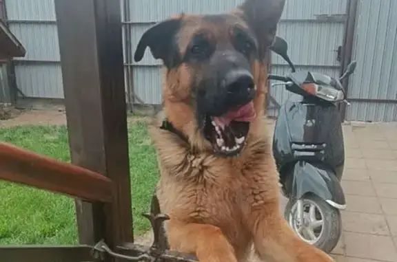 Пропала овчарка, Линейная ул., 5А, Киржач - photo