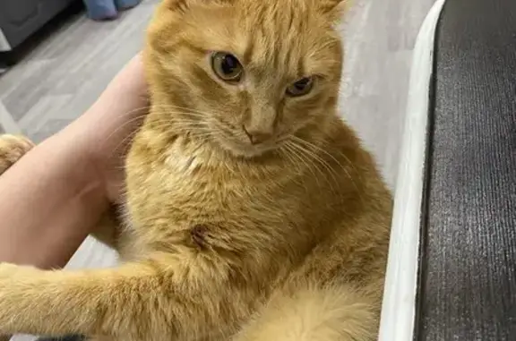 Пропала рыжая кошка, Есаульский с/с - photo