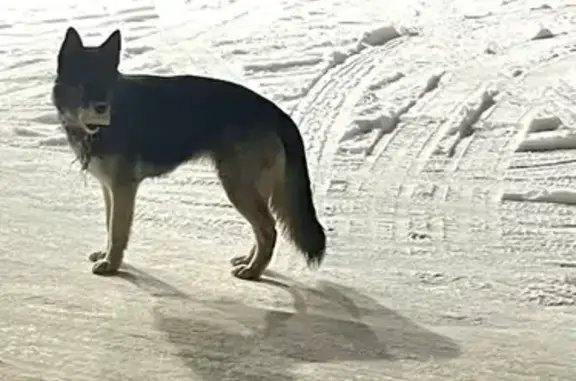 Найденные животные Челябинск, фото: Овчарка найдена: ул. Асфальтная, Челябинск