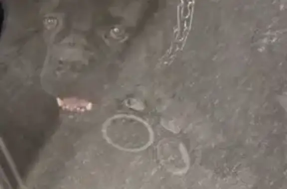 Объявления о пропавших и найденных животных, Химки, фото: Собака найдена, Химки, платформа Левобережная