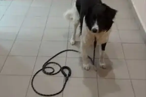 Найдена собака, Омск, фото: Собака найдена у подъезда, Красный Путь 105Б