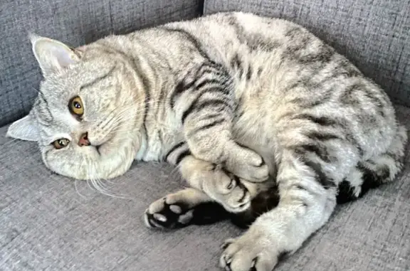 Пропала кошка, Култаево, Пермский край - photo