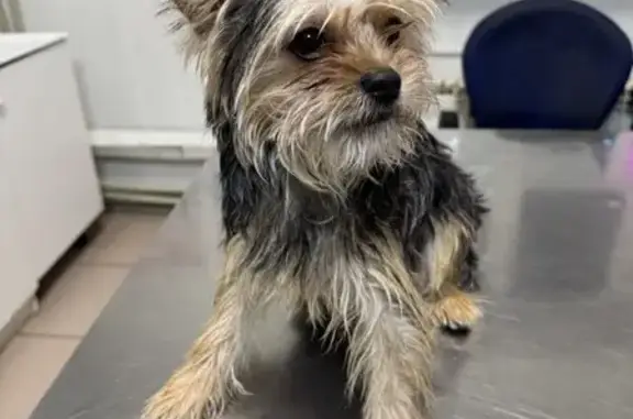 Найдена собака, Заволжье, фото: Найден йорк рядом с Пятёрочкой, Заволжье