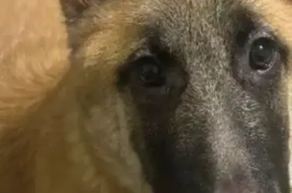 Пропала собака, Октябрьская 152, Ставрополь - photo