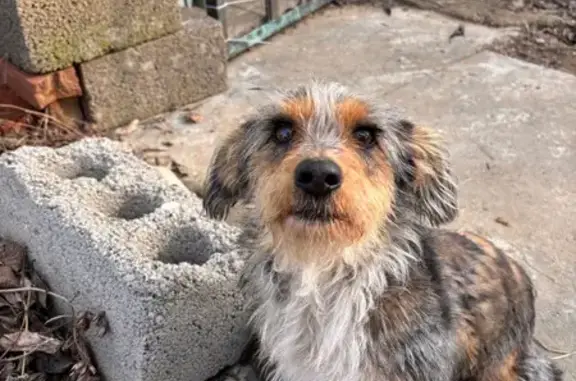 Пропала собака на Летнем переулке, Астрахань - photo