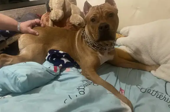 Найдена собака, Череповец, фото: Щенок найден: ул. Металлургов, 20, Череповец