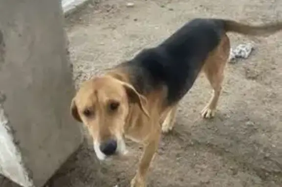 Найдена собака в Новорогачинском поселении - photo