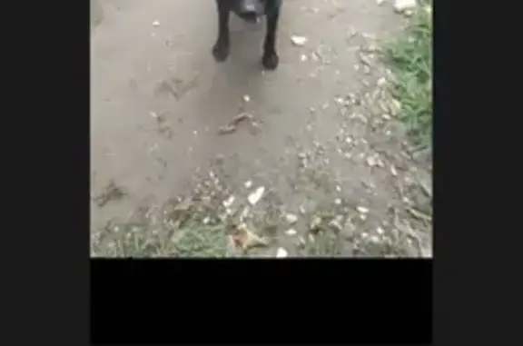 Пропала собака, ул. Пожарный 3, Борисоглебск - photo