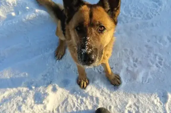 Объявления о пропавших и найденных животных, Есаульский сельсовет, фото: Собака найдена: Есаульский, Красноярск