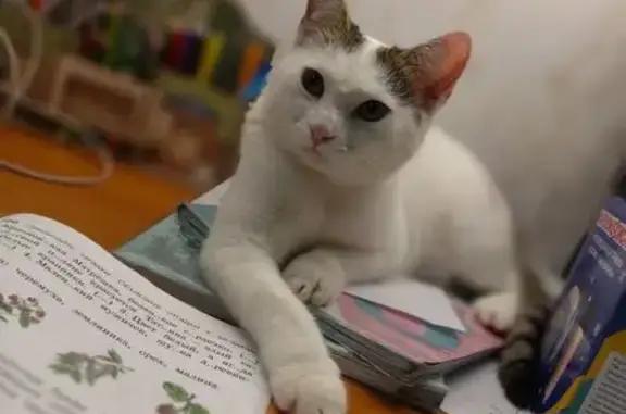 Пропала кошка, пр. Мусы Джалиля, 8/31 - photo