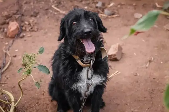 Собаки потеряшки, Оренбург, фото: Потеряшка собака Макс, ул. Кичигина 27, Оренбург