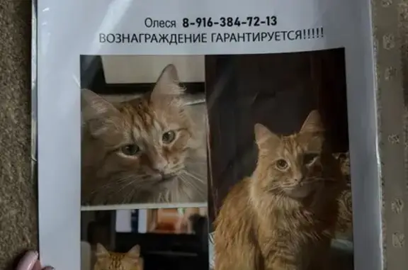 Пропала кошка, Москва - photo