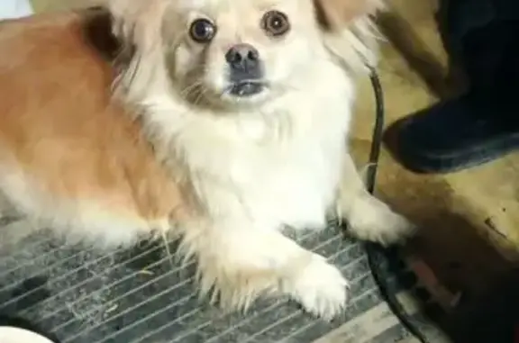 Пропала собака, проезд Репина, Краснодар - photo