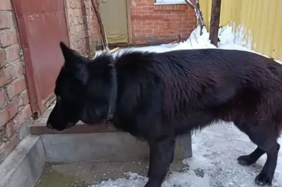 Найдена собака, Елизаветинская, фото: Овчарка найдена в Елизаветинской