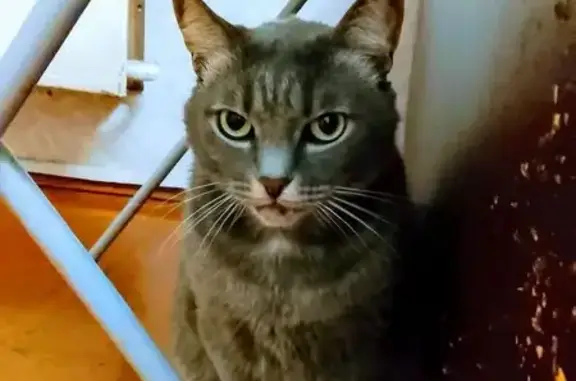 Пропала кошка, ул. Ефимова 8/2, Осинники - photo