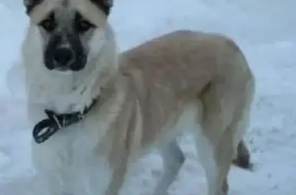 Пропала собака, Минское шоссе, 34К-116, 7 - photo