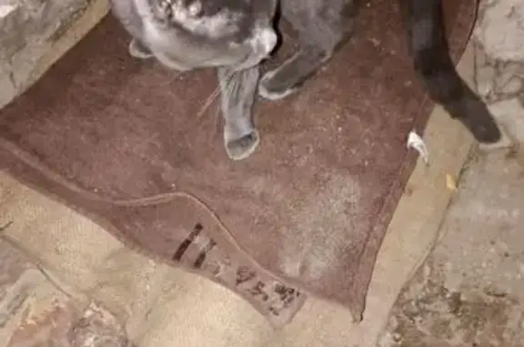 Найдена кошка, Елец, фото: Кошка найдена: Юбилейная 21, Елец