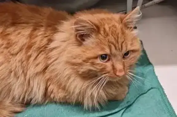 Объявления о пропавших и найденных животных, Иркутск, фото: Кошка найдена: Советская ул., 70А, Иркутск