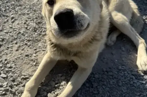 Пропала собака, Лебяжья ул. 99А, Кемерово - photo