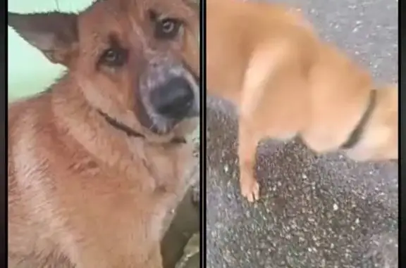 Найдена собака, Сочи, фото: Найдена собака, ул. Ленина, Сочи