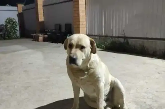 Пропала собака, Малиновая ул., 112 - photo