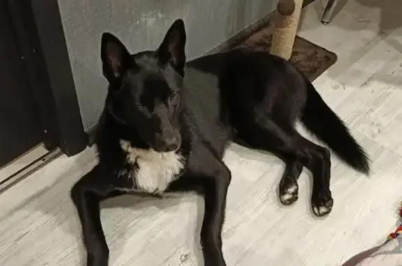 Пропала собака на Московском проспекте - photo