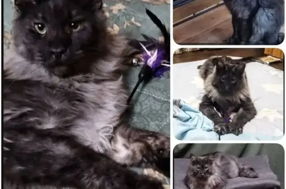 Пропал кот Мотвей, 1я Линия, 79 - photo