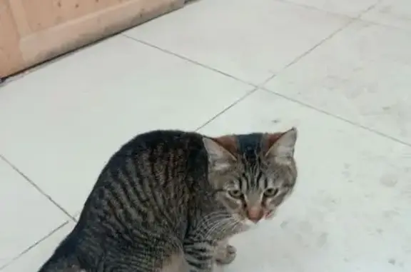 Найдена кошка, Тула, фото: Кошка найдена: ул. Кутузова, 43, Тула