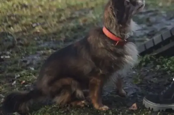 Пропала собака, ул. Белинского, 20 - photo