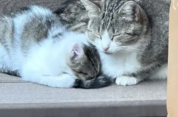 Пропала кошка, ул. Фрунзе, СПб - photo