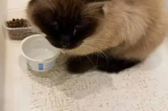 Найдена кошка, Ижевск, фото: Кошка найдена 14.01.2026, Молодёжная 9