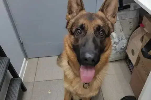 Найдена собака, Пермь, фото: Собака найдена: ул. Звонарёва, 4, Пермь