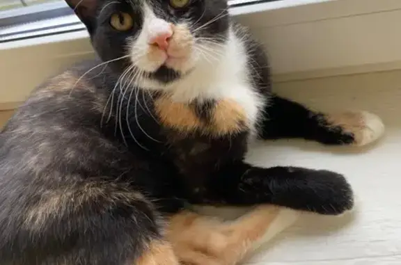 Пропала кошка, Берёзовая ул. 37, Дорожный - photo