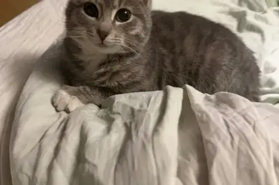 Найдена кошка, Солослово, фото: Кошка найдена в Солослово, МО