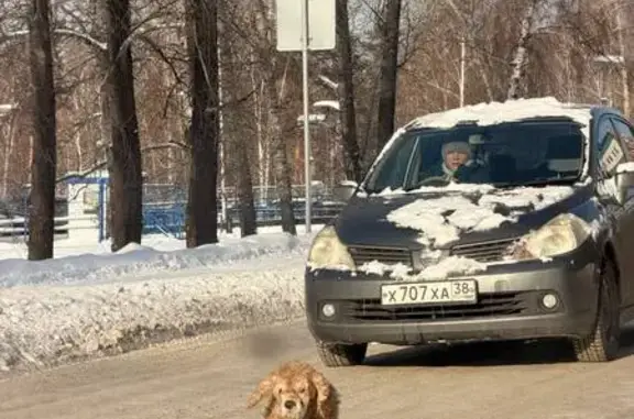 Объявления о пропавших и найденных животных, Иркутск, фото: Найдена собака, ул. Дыбовского, Иркутск