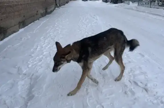 Щенок найден: ул. Яковлева, 22, Красноярск - photo