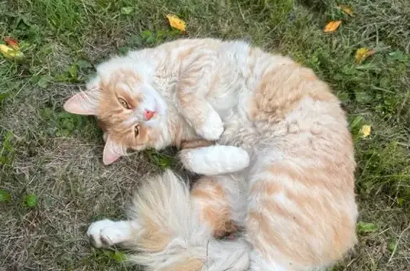 Пропала кошка: 3-я Институтская, 15, Мск - photo